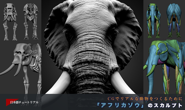 Cgでリアルな動物をつくるために アフリカゾウ のスカルプト 3dtotal 日本語オフィシャルサイト