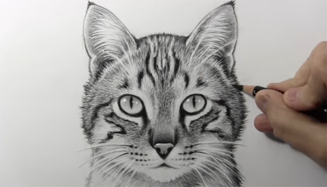 ほとんど鉛筆描き リアルなネコの描き方 英語ムービー 3dtotal 日本語オフィシャルサイト